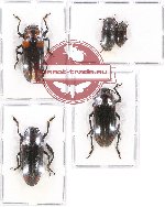 Scientific lot no. 81 Erotylidae (5 pcs A2)