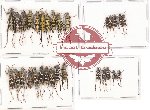 Scientific lot no. 94A Cerambycidae (Clytini) (30 pcs A, A-, A2)