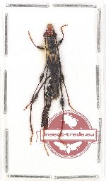 Camelocerambyx sp. 1 (A2)