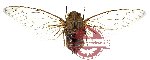 Cicada sp. 1 (10 pcs) (SPREAD)