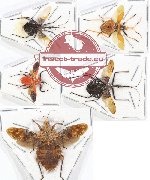 Scientific lot no. 622 Heteroptera (5 pcs)