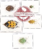 Scientific lot no. 575 Heteroptera (5 pcs)