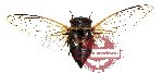 Cicada sp. 5 (SPREAD)