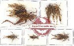 Scientific lot no. 23 Orthoptera (9 pcs)