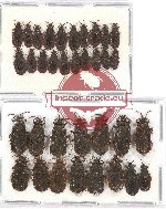 Scientific lot no. 640 Heteroptera (Aradidae) (35 pcs)