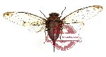 Cicada sp. 8 (A-) (SPREAD)