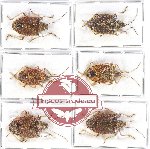 Scientific lot no. 451A Heteroptera (Pentatomidae) (6 pcs - 3 pcs A2)