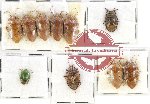 Scientific lot no. 612 Heteroptera (Pentatomidae) (10 pcs)