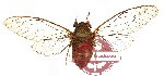 Cicada sp. 10 (SPREAD)