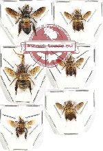 Scientific lot no. 214A Hymenoptera (Apis spp.) (6 pcs)