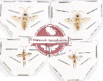 Scientific lot no. 184 Hymenoptera (4 pcs)