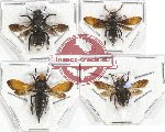 Scientific lot no. 202 Hymenoptera (4 pcs)
