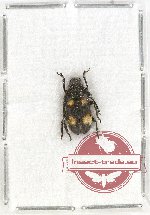 Pseudipocregyes maculatus (A2)