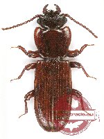 Laemophloeidae sp. 1