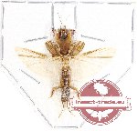 Scientific lot no. 25 Orthoptera (1 pc)