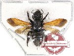Megachile sp. 15