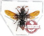 Megachile sp. 14
