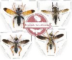Scientific lot no. 19 Diptera (Asilidae spp.) (4 pcsú