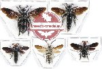Scientific lot no. 218A Hymenoptera (Scoliidae) (5 pcs)