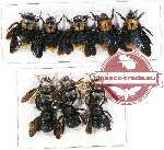 Scientific lot no. 185 Hymenoptera (Xylocopa spp.) (11 pcs A, A-, A2)