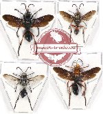 Scientific lot no. 220A Hymenoptera (Sphecidae) (4 pcs)