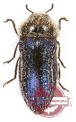 Acmaeodera boryi (A2)