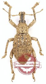 Curculionidae sp. 91A