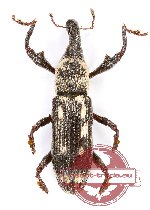 Curculionidae sp. 92A