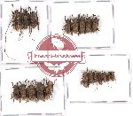 Scientific lot no. 107 Cerambycidae (20 pcs A, A-, A2)