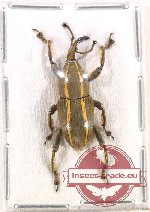Curculionidae sp. 96