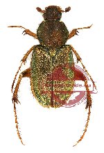 Amphicoma bezdekorum