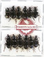 Scientific lot no. 303 Carabidae (12 pcs)