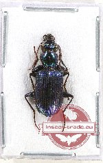 Scientific lot no. 315 Carabidae (1 pc)