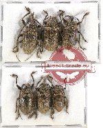 Scientific lot no. 100A Cerambycidae (6 pcs)