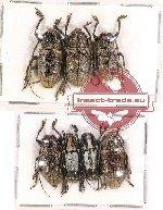 Scientific lot no. 98A Cerambycidae (7 pcs)