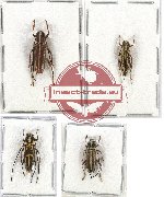 Scientific lot no. 104A Cerambycidae (Glenea sp. mix) (4 pcs - 2 pcs A2)