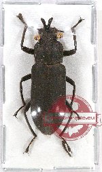 Tenebrionidae sp. 87A (A2)