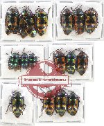 Scientific lot no. 131A Heteroptera (Scutellarinae) (16 pcs A-, A2)