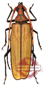 Aegosoma giganteum