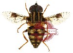 Diptera sp. 21 (SPREAD) (8 pcs)