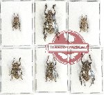Scientific lot no. 102A Cerambycidae (6 pcs)
