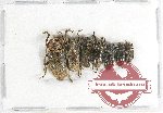 Scientific lot no. 111 Cerambycidae (Lamiinae) (7 pcs A-, A2)