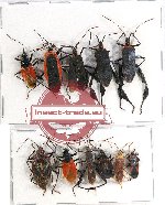 Scientific lot no. 684 Heteroptera (11 pcs A2)