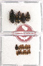 Scientific lot no. 306 Carabidae (18 pcs)