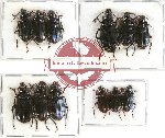 Scientific lot no. 320 Carabidae (12 pcs)