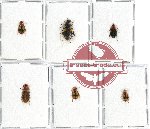 Scientific lot no. 308 Carabidae (6 pcs)