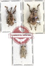 Scientific lot no. 400AA Curculionidae (3 pcs - 2 pcs A2)
