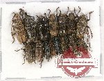 Scientific lot no. 112 Cerambycidae (Lamiinae) (15 pcs A-, A2)