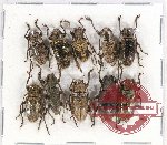Scientific lot no. 117 Cerambycidae (15 pcs A, A-, A2)