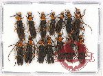 Scientific lot no. 120 Cerambycidae (14 pcs A, A-, A2)